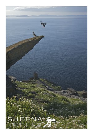 Atlantic Puffins  colonial nesters  burrows   grassy cliffs  Skellig Michael   Kerry coast   Ireland   Photograph  land to breed  March to August   sea campion  thrift  lichen  blue sea  single egg   Skellig Michael Landing.jpg Skellig Michael Landing.jpg Skellig Michael Landing.jpg Skellig Michael Landing.jpg